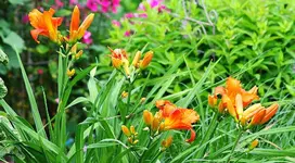 Taglilie2_kleiner.webp