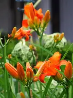 Taglilie_kleiner.webp