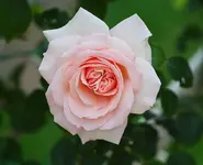 perfekte Blüte Penny Lane1_kleiner.webp