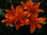 023.webp