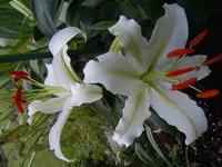 026.webp