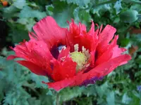 005.webp