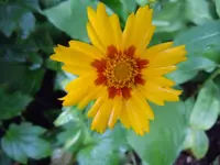 009.webp