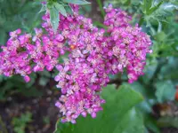 010.webp