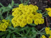 011.webp
