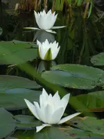 021.webp