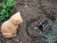 Katze bewacht Falle.webp