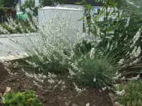 Lavendel weiss.webp