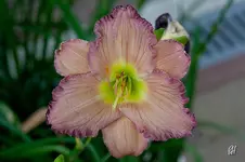blog_2866_elenore.webp