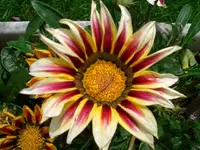 Mittagsbl..webp