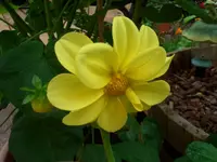 Dahlie 1.webp
