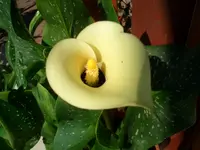 Calla.webp