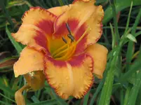 IMG_designer gold3_1067x800.webp