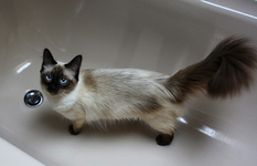 Mia (2).webp