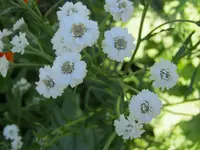 029.webp