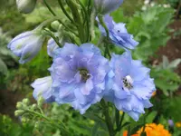 033.webp