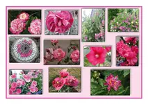 quer-pink.webp