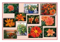 quer-orange.webp