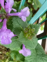 unbekannte Pflanze 2.webp