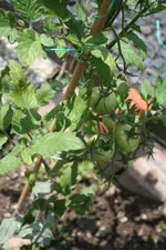 20110701_2734.webp