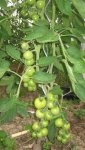 Tomatenanzucht 2011 001.jpg