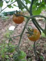 Tomatenanzucht 2011 007.webp