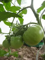 Tomatenanzucht 2011 011.webp