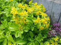 DSCF5655.webp