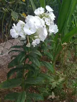 Foto.webp