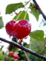 001.webp