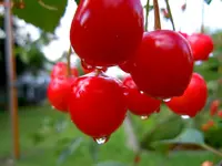 002.webp