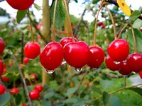 003.webp