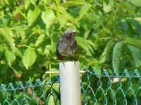 033.webp