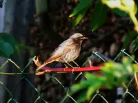 035.webp