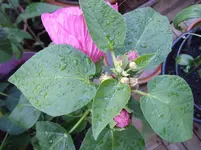 IMGP3904.webp