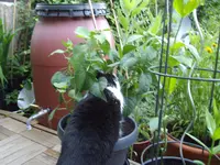 IMGP3898.webp