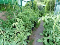 Tomaten 02.07.2011(01).webp