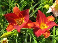 IMG_red twister_1067x800.webp