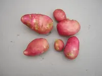 kartoffeltest.webp