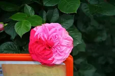 Mutierte Pink Piano_kleiner.webp