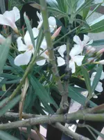 DSC00327.webp