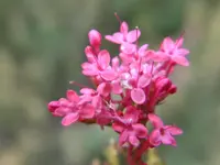 P7020233.webp