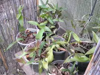 P7020237.webp