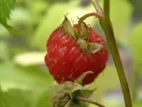 P7020240.webp