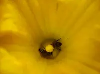 Garten 061.webp