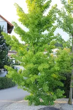 DSC_4423.webp