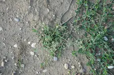 DSC_4417.webp
