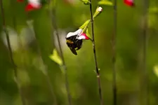 Botanischer Erlangen 7D (35 von 62).webp