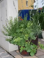 DSC05093.webp