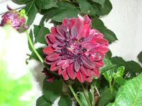 DSCI1478.webp